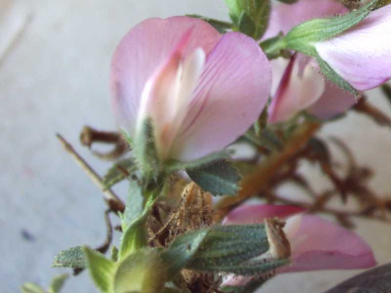 Ononis spinosa